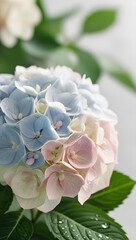 Obraz premium pink rose in the garden