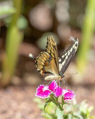 A vibrant butterfly perched on bright pink flowers in a sunlit garden.
