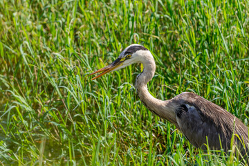 草むらのアオサギ