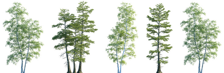 Set of Betula populifolia and Taxodium ascendens frontal set trees isolated png on a transparent background perfectly cutout