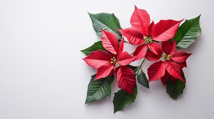 Festive Christmas Poster Featuring Red and White Poinsettias on White Background Creating Elegant Holiday Design