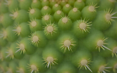 Macro Shot of a Cactus Spine