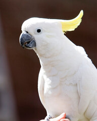 White cockatoo with a striking yellow crest, perched gracefully, showing off its glossy feathers...