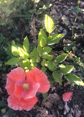 red and yellow leaves