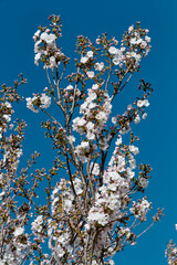 White cherry blossoms blooming on branches against a clear blue sky