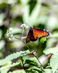 A vibrant orange butterfly perched on a delicate white flower in a sunny garden.