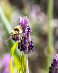 A bumblebee gathering nectar from a vibrant purple lavender flower.