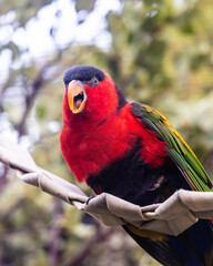 A bright red parrot with green and yellow wings perched on a branch, mid-squawk.
