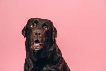 Fototapeta premium Portrait of cheerful black Labrador isolated on pink background looking away on copy space