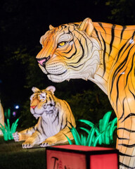 Illuminated tiger lanterns at night, displaying vibrant orange and black stripes against a dark backdrop © Steam Cone Story