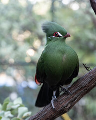 Vivid green bird with a striking red eye-ring perched on a branch, set against a softly blurred natural background