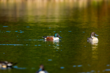池を泳ぐハシビロガモ