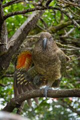 Kea of New Zealand