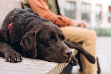 Middle aged man working, using laptop, sitting on bench, black pet, dog lying on the street