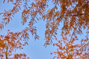 Golden sequoia leaves contrast beautifully against a clear blue fall sky in a serene outdoor landscape