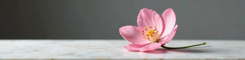 Obraz premium A delicate flower blooms on a smooth marble base, refined, minimalist