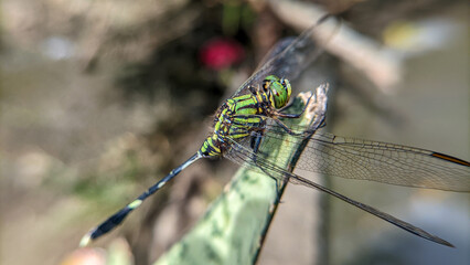 Close up or macro photo of a dragonfly (Capung) or suborder Anisoptera in a garden.