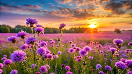 Fototapeta premium Summer landscape with purple flowers on meadow at sunset