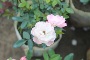 A close-up of Rosa bridgesii Pygmy rose flower