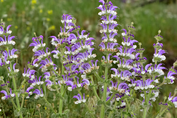 wild plant pictures, medicinal flowers. plant with blue flowers.