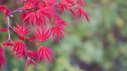 Vibrant red maple leaves close up showcasing autumn's beauty in a tranquil garden setting