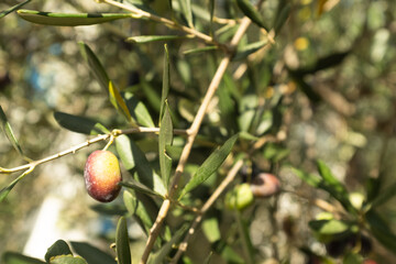 Close-Up of Ripe Olive on Tree Branch – Olive Tree Leaves and Fruit in Natural Sunlight for Organic Agriculture and Mediterranean Themes. High quality photography