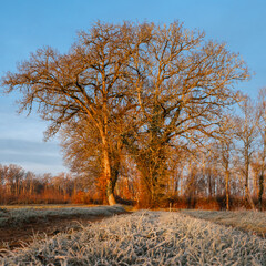 A group of large old oak trees illuminated by the early morning sunshine on a frosty winters day in...