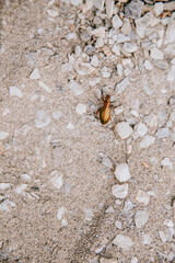 Escarabajo verde sobre piedras patagónicas en Bahía Lapataia, Tierra del Fuego, Argentina, carabus auratus