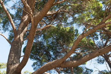 Top of pine tree on a sunny day. Pine landscape for publication, poster, calendar, post, screensaver, wallpaper, postcard, banner, cover. High quality photo