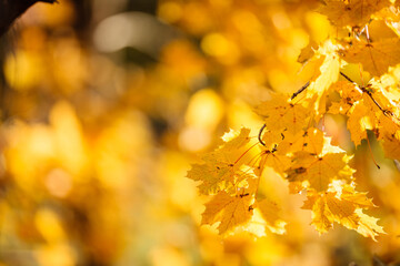 Looking into the colorful autumn maple foliage in early November near Hartford, Wisconsin