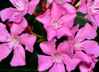 macro photos of various oleander flowers