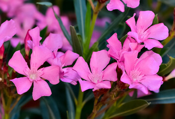 macro photos of various oleander flowers