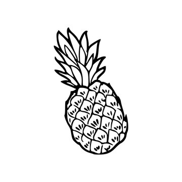 a detailed line art drawing of a pineapple illustration