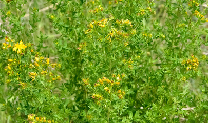 yellow flowering plants. wild plants and flowers photos.