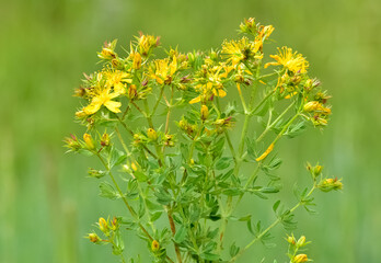 yellow flowering plants. wild plants and flowers photos.