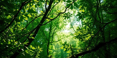 Fototapeta premium Sunlight Dappled Through Lush Canopy of Vibrant Green Leaves in a Forest