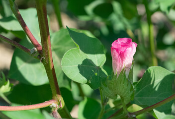 Photos of agricultural products. overripe cotton plant.