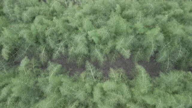Drone. Vista su Campo di finocchi 