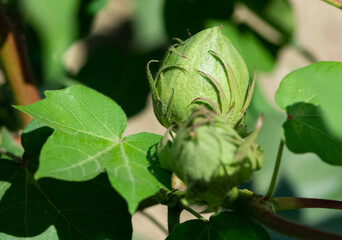 Photos of agricultural products. overripe cotton plant.