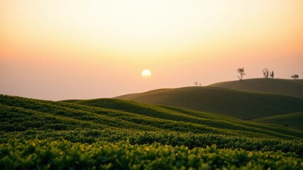 Serene Sunset Over Rolling Green Hills and Lush Vegetation
