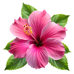 bright large flower and leaf of red hibiscus isolated on white background