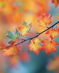Colorful Maple Leaves against a Soft Blurred Background