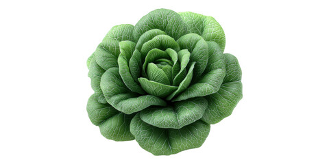 Green lettuce head isolated on transparent background