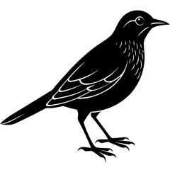 Bird Silhouette vector illustration