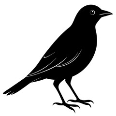 Bird Silhouette vector illustration
