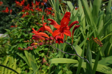 Close up of a red crocosmia lucifer flower blooming in the summer