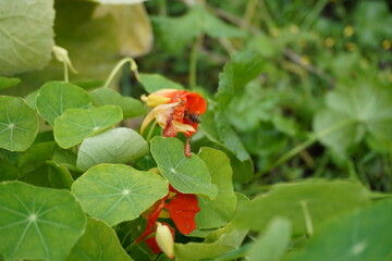 nasturtium (tropaeolum) flowers growing in summer