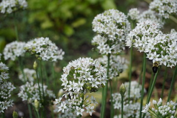 close up of white garlic flowers 
