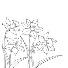 Vector line art illustration of blooming daffodils. Hand drawn outline of narcissus flowers and leaves, botanical drawing for coloring books, floral, and decorative designs. White sketch flowers 