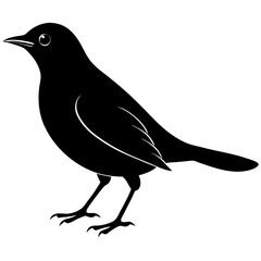 Blackbird Silhouette vector illustration